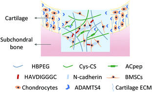 Graphical abstract: Enhanced regeneration of osteochondral defects by using an aggrecanase-1 responsively degradable and N-cadherin mimetic peptide-conjugated hydrogel loaded with BMSCs