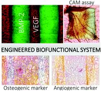 Graphical abstract: Spatial immobilization of endogenous growth factors to control vascularization in bone tissue engineering