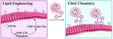 Graphical abstract: Two-step tumor-targeting therapy via integrating metabolic lipid-engineering with in situ click chemistry