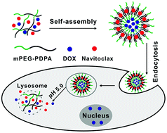 Graphical abstract: Ultra pH-sensitive polymeric nanovesicles co-deliver doxorubicin and navitoclax for synergetic therapy of endometrial carcinoma