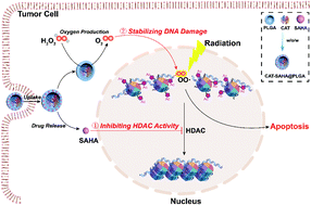 Graphical abstract: Synergy of hypoxia relief and chromatin remodeling to overcome tumor radiation resistance