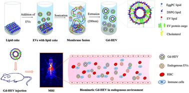 Graphical abstract: Strategic reconstruction of macrophage-derived extracellular vesicles as a magnetic resonance imaging contrast agent