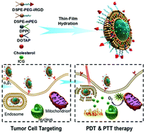 Graphical abstract: Fluorescence imaging-guided multifunctional liposomes for tumor-specific phototherapy for laryngeal carcinoma