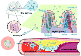 Graphical abstract: Biomimetic oral targeted delivery of bindarit for immunotherapy of atherosclerosis