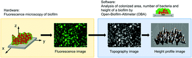 Graphical abstract: Analysis of three-dimensional biofilms on different material surfaces