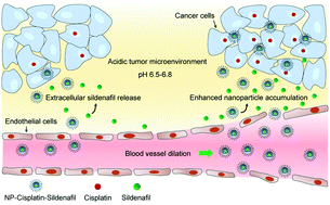 Graphical abstract: Enhanced nanoparticle accumulation by tumor-acidity-activatable release of sildenafil to induce vasodilation