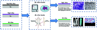 Graphical abstract: An in vitro and in vivo comparison of Mg(OH)2-, MgF2- and HA-coated Mg in degradation and osteointegration