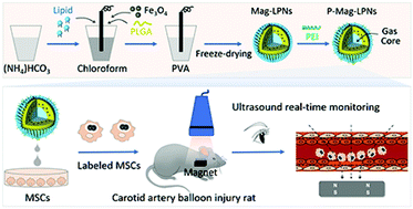 Graphical abstract: Ultrasound monitoring of magnet-guided delivery of mesenchymal stem cells labeled with magnetic lipid–polymer hybrid nanobubbles
