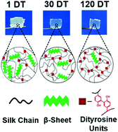 Graphical abstract: Silk degumming time controls horseradish peroxidase-catalyzed hydrogel properties