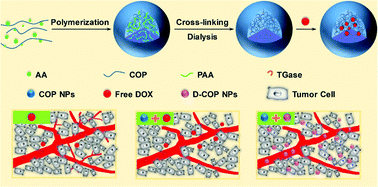 Graphical abstract: Biologically active Camellia oleifera protein nanoparticles for improving the tumor microenvironment and drug delivery