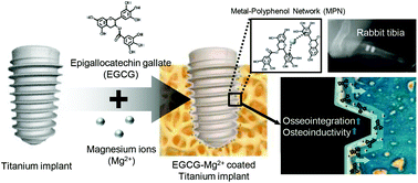 Graphical abstract: Surface engineering of titanium alloy using metal-polyphenol network coating with magnesium ions for improved osseointegration