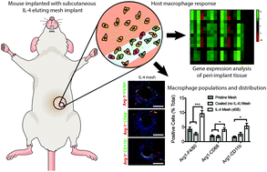 Graphical abstract: Distinct macrophage populations and phenotypes associated with IL-4 mediated immunomodulation at the host implant interface