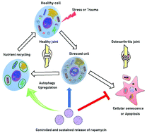 Graphical abstract: Rapamycin–PLGA microparticles prevent senescence, sustain cartilage matrix production under stress and exhibit prolonged retention in mouse joints