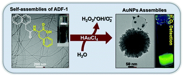 Graphical abstract: Amphiphilic phenylalanine derivatives that temporally generate reactive oxygen species from water in the presence of Au(iii) ions