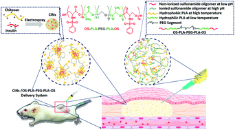 Graphical abstract: A novel injectable pH–temperature sensitive hydrogel containing chitosan–insulin electrosprayed nanosphere composite for an insulin delivery system in type I diabetes treatment