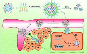 Graphical abstract: pH/redox sequentially responsive nanoparticles with size shrinkage properties achieve deep tumor penetration and reversal of multidrug resistance