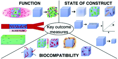 Graphical abstract: Medical imaging of tissue engineering and regenerative medicine constructs