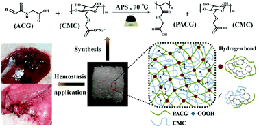 Graphical abstract: A robust poly(N-acryloyl-2-glycine)-based sponge for rapid hemostasis