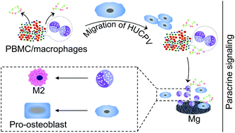 Graphical abstract: Effects of degradable magnesium on paracrine signaling between human umbilical cord perivascular cells and peripheral blood mononuclear cells