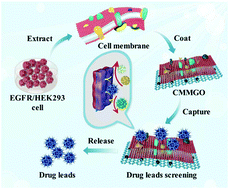 Graphical abstract: Engineering biomimetic graphene nanodecoys camouflaged with the EGFR/HEK293 cell membrane for targeted capture of drug leads