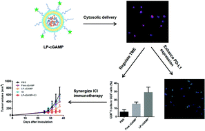 Graphical abstract: The lipid platform increases the activity of STING agonists to synergize checkpoint blockade therapy against melanoma