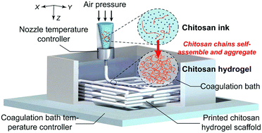 Graphical abstract: 3D printing of high-strength chitosan hydrogel scaffolds without any organic solvents