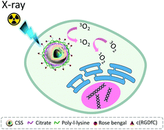 Graphical abstract: Tb-Doped core–shell–shell nanophosphors for enhanced X-ray induced luminescence and sensitization of radiodynamic therapy