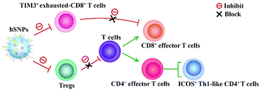 Graphical abstract: Hybrid spherical nucleotide nanoparticles can enhance the synergistic anti-tumor effect of CTLA-4 and PD-1 blockades