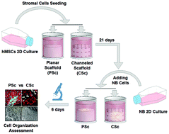 Graphical abstract: A 3D printed in vitro bone model for the assessment of molecular and cellular cues in metastatic neuroblastoma