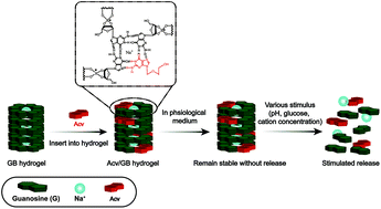 Graphical abstract: Transforming sustained release into on-demand release: self-healing guanosine–borate supramolecular hydrogels with multiple responsiveness for Acyclovir delivery