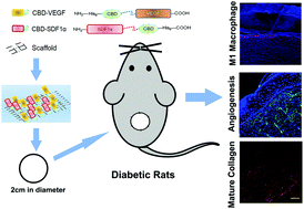 Graphical abstract: A dual functional collagen scaffold coordinates angiogenesis and inflammation for diabetic wound healing