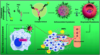 Graphical abstract: Development of putrescine anchored nano-crystalsomes bearing doxorubicin and oleanolic acid: deciphering their role in inhibiting metastatic breast cancer