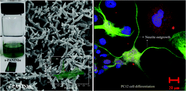 Graphical abstract: Para-substituted sulfonic acid-doped protonated emeraldine salt nanobuds: a potent neural interface targeting PC12 cell interactions and promotes neuronal cell differentiation