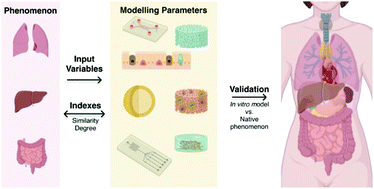 Graphical abstract: From tissue engineering to engineering tissues: the role and application of in vitro models