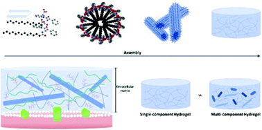 Graphical abstract: Multi-component peptide hydrogels – a systematic study incorporating biomolecules for the exploration of diverse, tuneable biomaterials