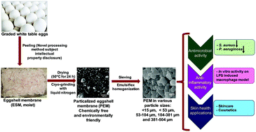 Graphical abstract: A novel eco-friendly green approach to produce particalized eggshell membrane (PEM) for skin health applications