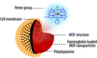 Graphical abstract: Haemoglobin-loaded metal organic framework-based nanoparticles camouflaged with a red blood cell membrane as potential oxygen delivery systems