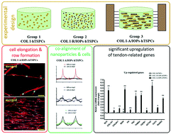 Graphical abstract: An anisotropic nanocomposite hydrogel guides aligned orientation and enhances tenogenesis of human tendon stem/progenitor cells