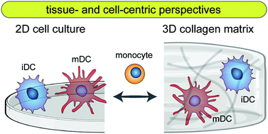 Graphical abstract: Dendritic cell immune potency on 2D and in 3D collagen matrices