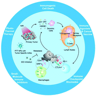 Graphical abstract: Nanomedicine-based tumor photothermal therapy synergized immunotherapy