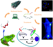 Graphical abstract: A frog-derived bionic peptide with discriminative inhibition of tumors based on integrin αvβ3 identification
