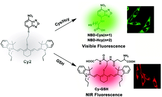 Graphical abstract: A visible and near-infrared dual-fluorescent probe for discrimination between Cys/Hcy and GSH and its application in bioimaging