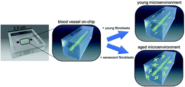Graphical abstract: A 3D tissue model-on-a-chip for studying the effects of human senescent fibroblasts on blood vessels