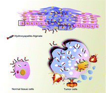 Graphical abstract: Natural polysaccharide-incorporated hydroxyapatite as size-changeable, nuclear-targeted nanocarrier for efficient cancer therapy