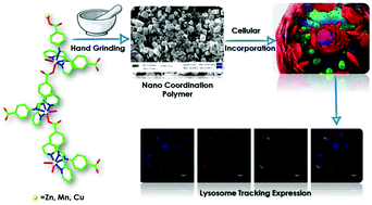 Graphical abstract: Green facile synthesis to develop nanoscale coordination polymers as lysosome-targetable luminescent bioprobes