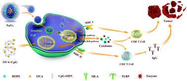 Graphical abstract: A simple self-adjuvanting biomimetic nanovaccine self-assembled with the conjugate of phospholipids and nucleotides can induce a strong cancer immunotherapeutic effect