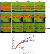 Graphical abstract: Growth factor-mimicking 3,4-dihydroxyphenylalanine-encoded bioartificial extracellular matrix like protein promotes wound closure and angiogenesis