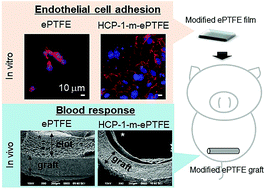 Graphical abstract: Endothelial cell adhesion and blood response to hemocompatible peptide 1 (HCP-1), REDV, and RGD peptide sequences with free N-terminal amino groups immobilized on a biomedical expanded polytetrafluorethylene surface