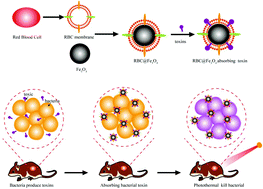 Graphical abstract: Highly biocompatible and recyclable biomimetic nanoparticles for antibiotic-resistant bacteria infection