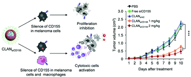 Graphical abstract: Dually regulating the proliferation and the immune microenvironment of melanoma via nanoparticle-delivered siRNA targeting onco-immunologic CD155